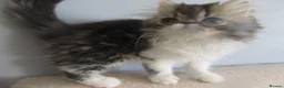Persian cats for sale: Adorable female Persian kittens - Advert 4