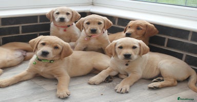 Goldador dogs in Garndolbenmaen - Advert 4
