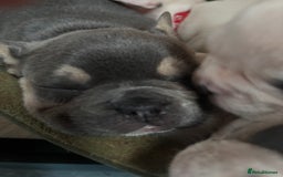 French Bulldog dogs for sale: Chunky French bulldog pups 4 girls  - Image 22