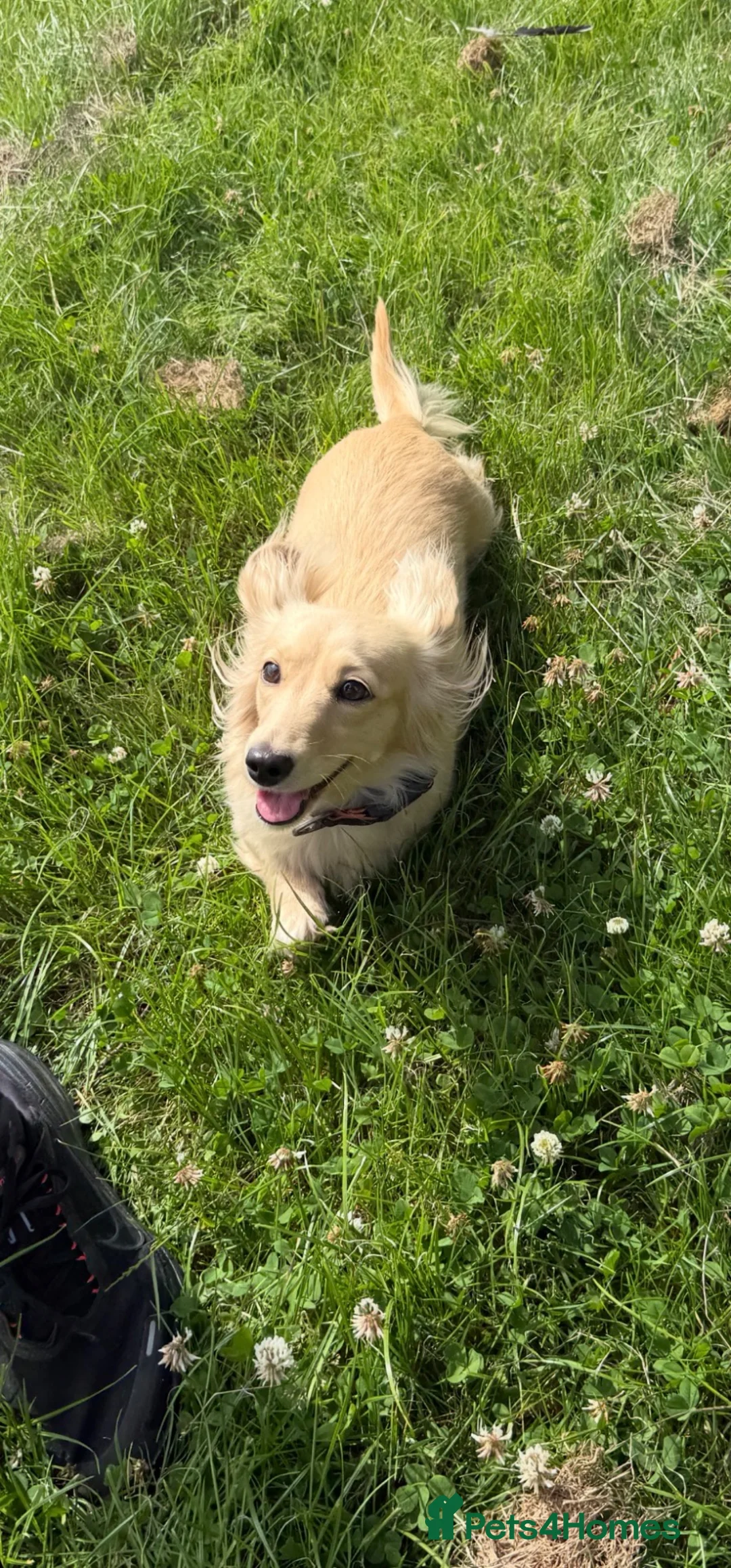 Miniature Dachshund dogs for sale: Cream long haired miniature dachshund - Advert 1