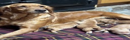 Golden Retriever dogs for sale: Stunning KC Golden Retrievers  - Advert 6