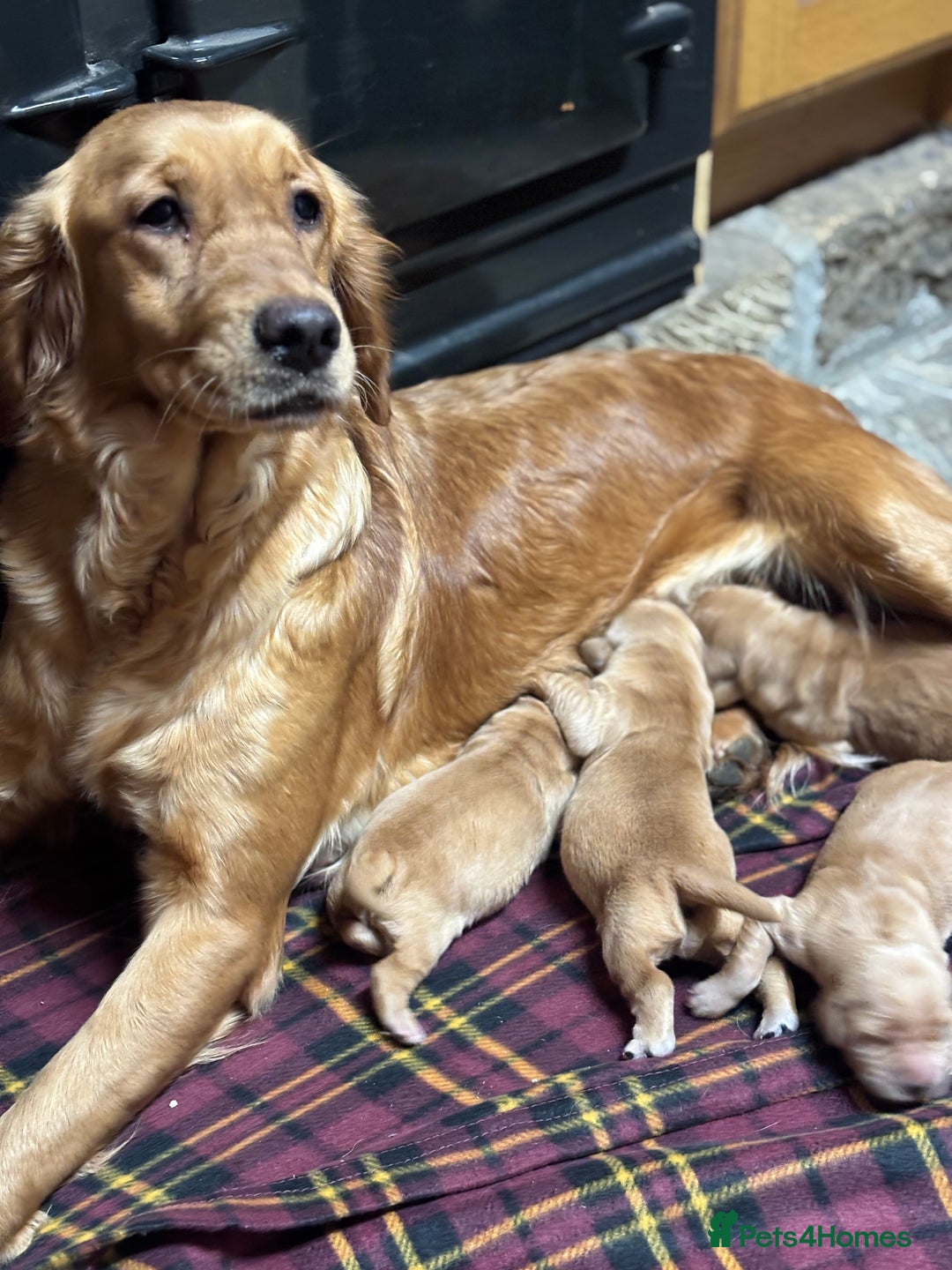 Golden Retriever dogs for sale: Stunning KC Golden Retrievers  - Advert 6