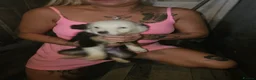 Border Collie dogs for sale: 2 male border collie  in Stalybridge - Advert 5