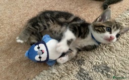 European cats for sale: 8 weeks old - kittens  - Image 14