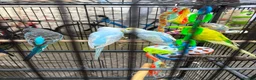 Budgerigars birds for sale: Pair of budgies  - Advert 1