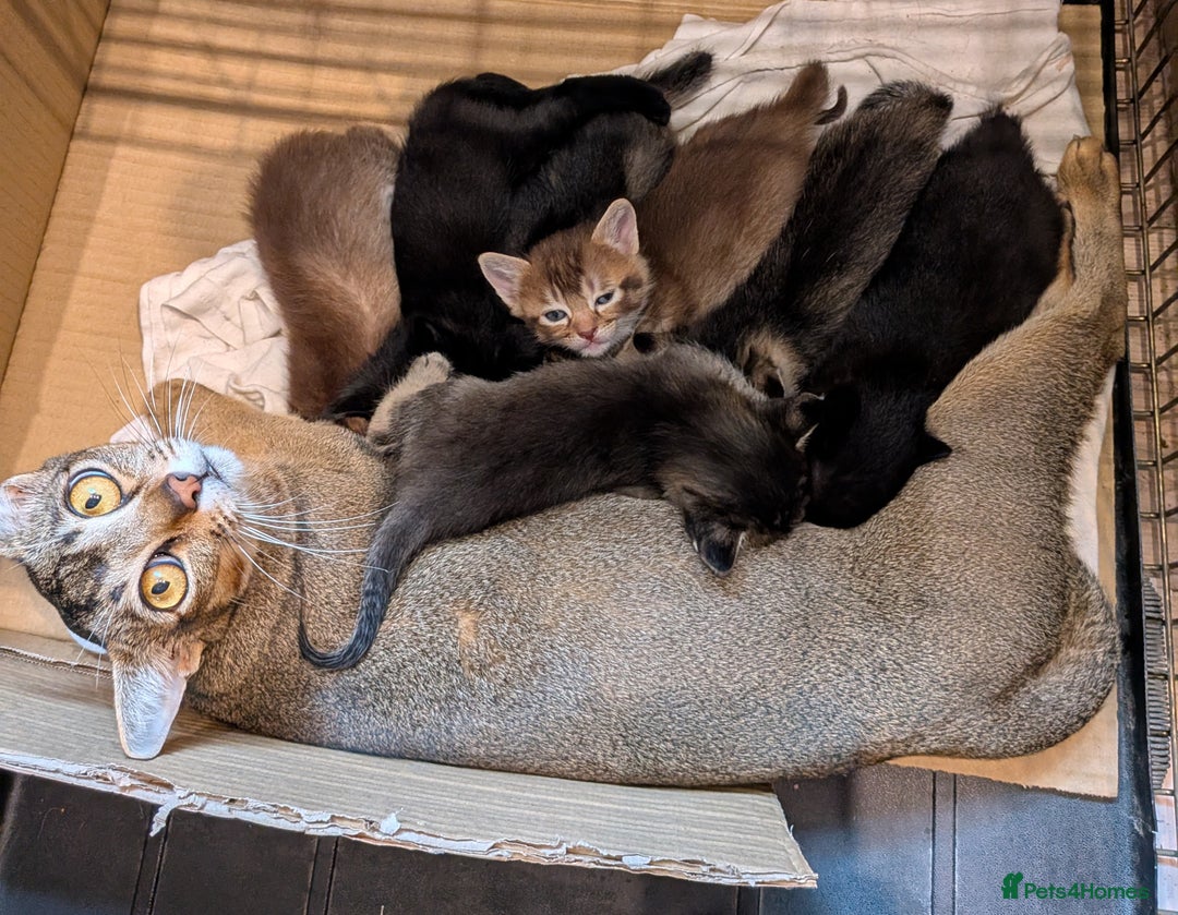 Burmese cats for sale: Burmese Cross Kittens - Image 2