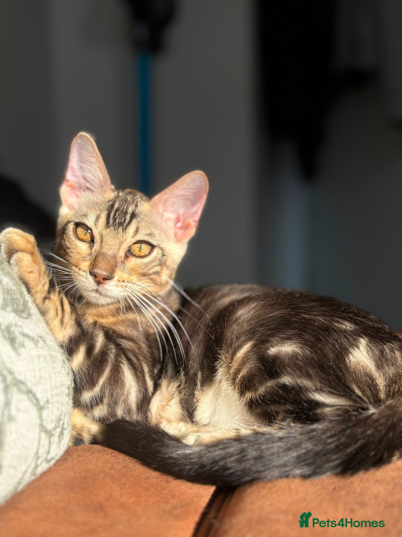 Bengal cats Outstanding Bengal Kittens TICA - Advert 1