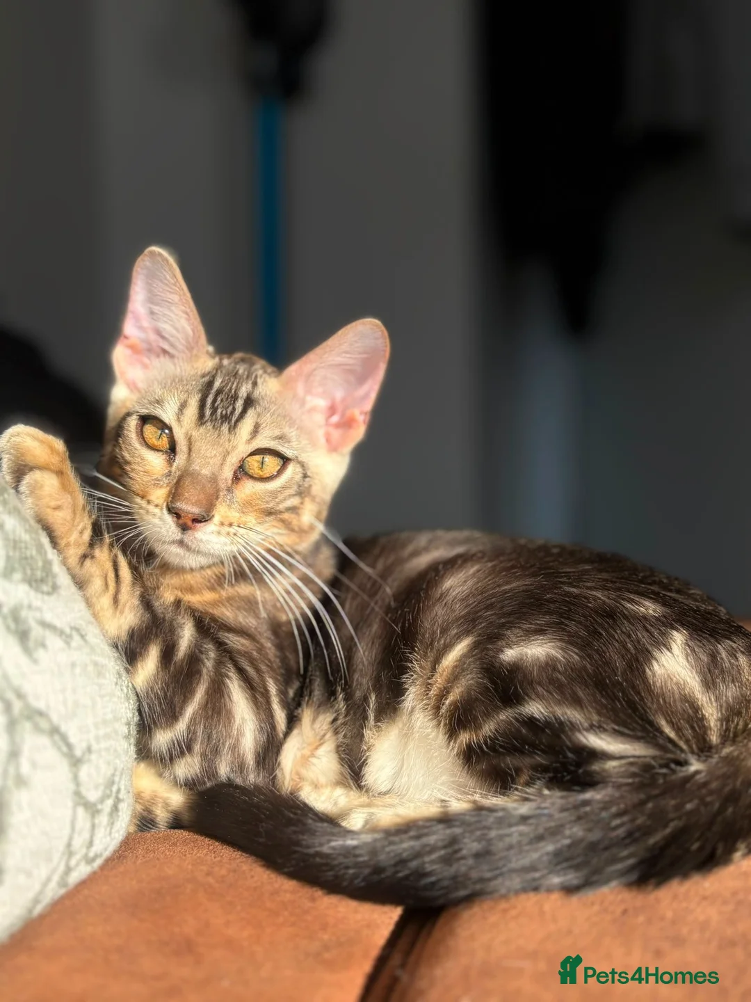 Bengal cats for sale: Outstanding Bengal Kittens TICA - Advert 2
