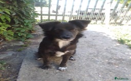 Mixed Breed dogs for adoption: Cute Briggie looking for LOVE - Image 11