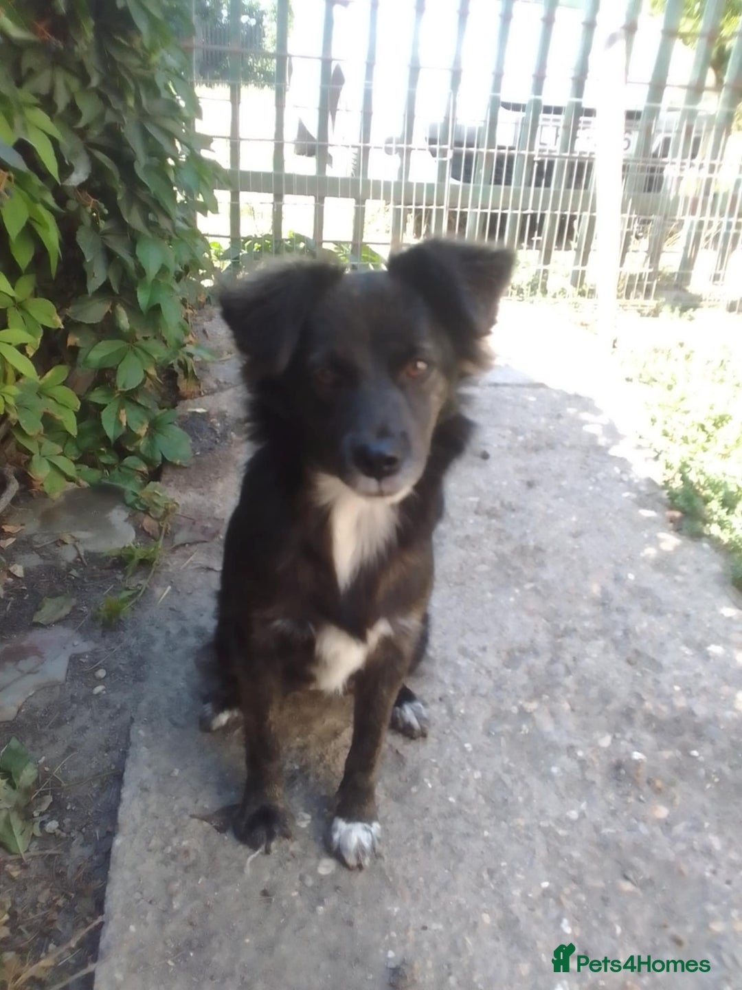 Mixed Breed dogs for adoption: Cute Briggie looking for LOVE - Image 11
