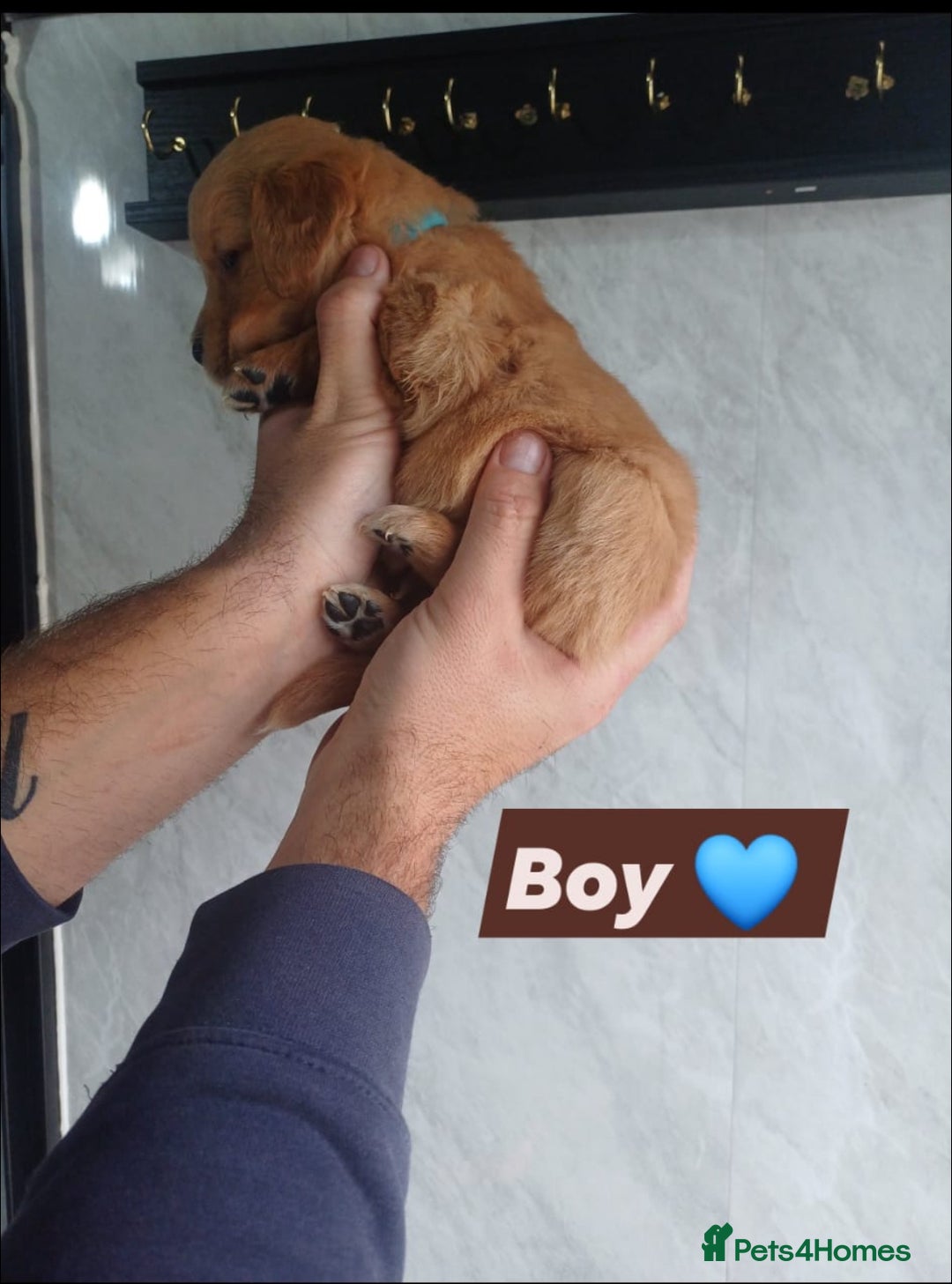 Labrador Retriever dogs for sale: READY TO LEAVE NOW KC registered golden retrievers - Advert 10