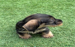Dachshund dogs for sale: Wirey dachshund/ teckels - Image 12