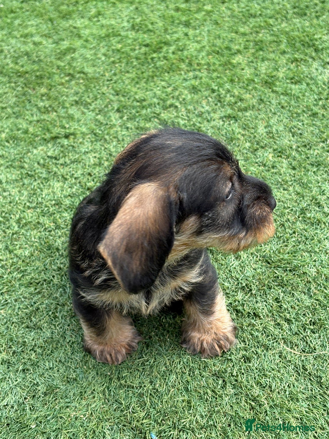 Dachshund dogs for sale: Wirey dachshund/ teckels - Image 12