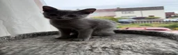 Russian Blue cats for sale: TICA registered pure breed Russian Blue - Advert 4