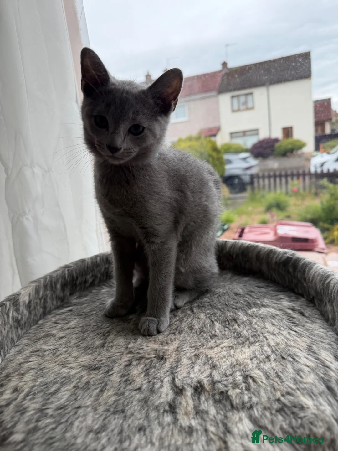 Russian Blue cats for sale: TICA registered pure breed Russian Blue - Advert 4