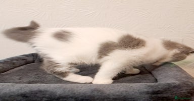 British Shorthair cats - Advert 4