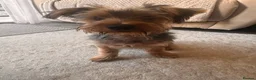 Yorkshire Terrier dogs for sale: yorkshire terrier  - Advert 4