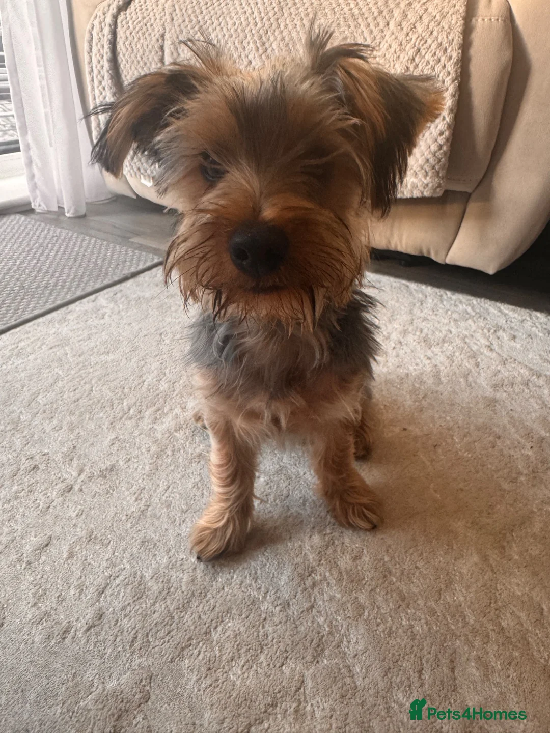 Yorkshire Terrier dogs for sale: yorkshire terrier  - Advert 4