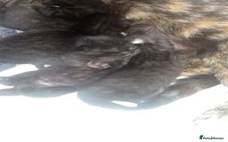 Mixed Breed cats for sale: 6 very friendly kittens  - Image 7