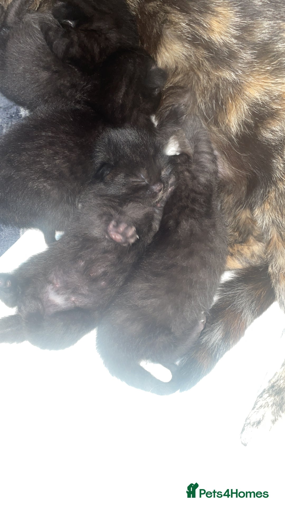 Mixed Breed cats for sale: 6 very friendly kittens  - Image 7