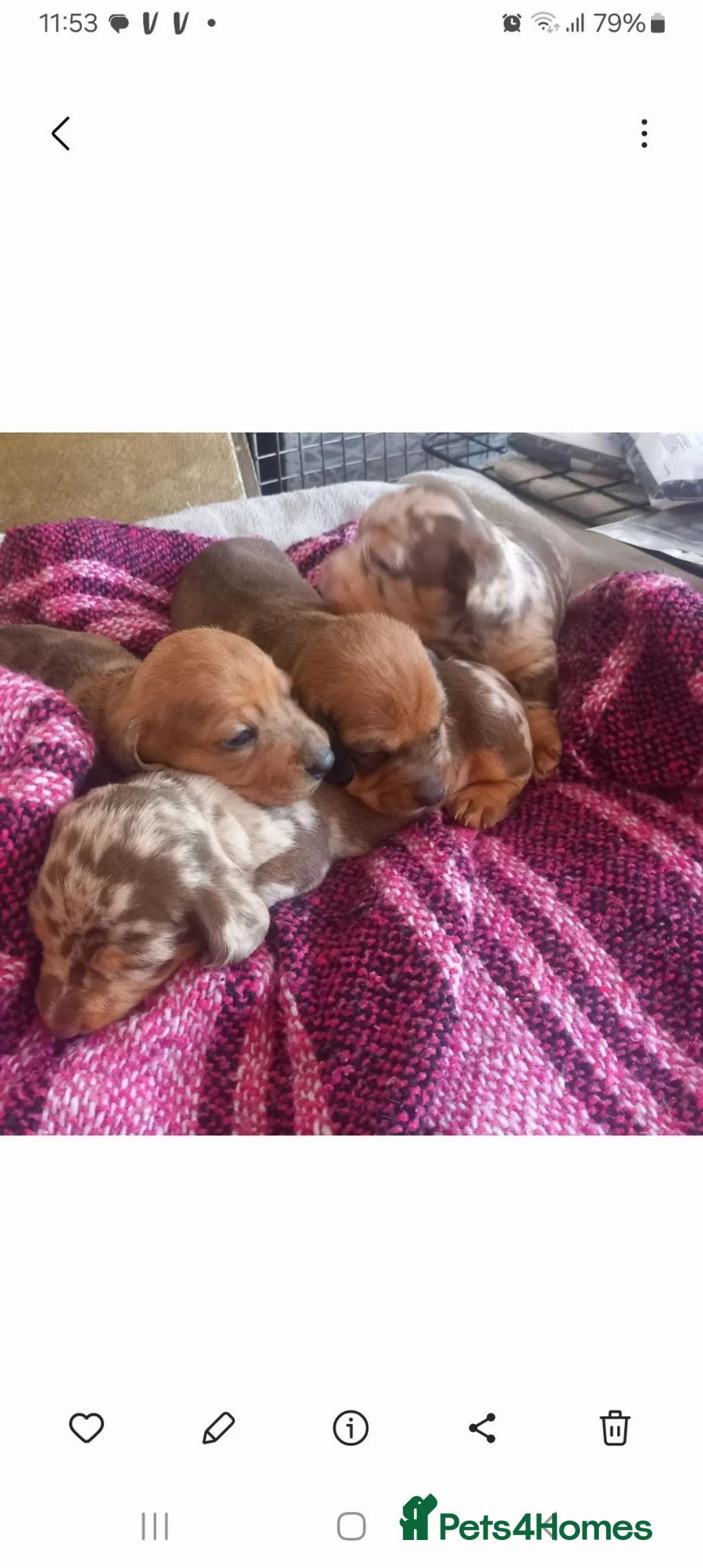 Miniature Dachshund dogs for sale: Miniature Dachshund pups - Advert 1