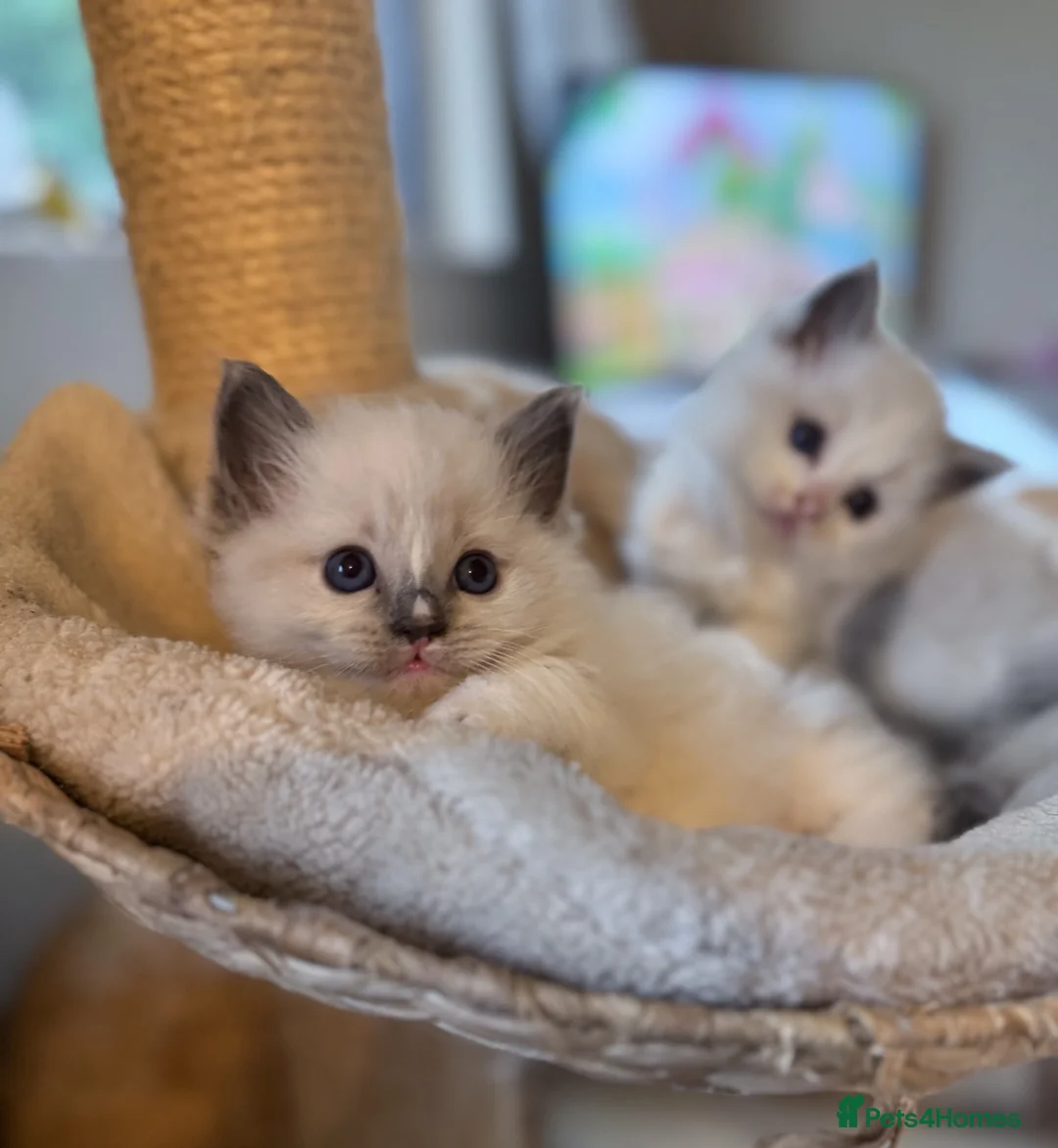 Ragdoll cats for sale: Beautiful ragdolls  in Carnforth - Advert 5