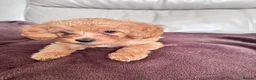 Toy Poodle dogs for sale: 5 Adorable Toy Poodle Puppies - Advert 9