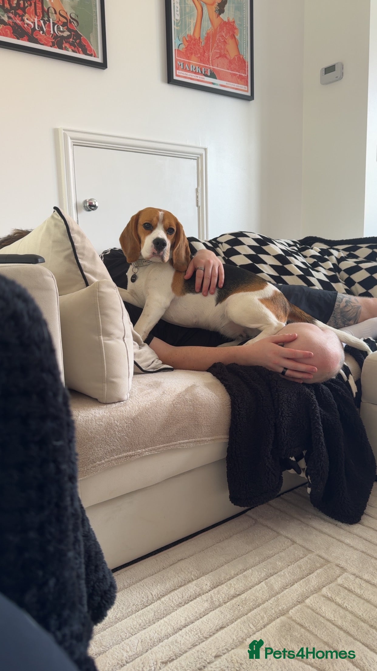 Beagle dogs Beagle - Advert 17