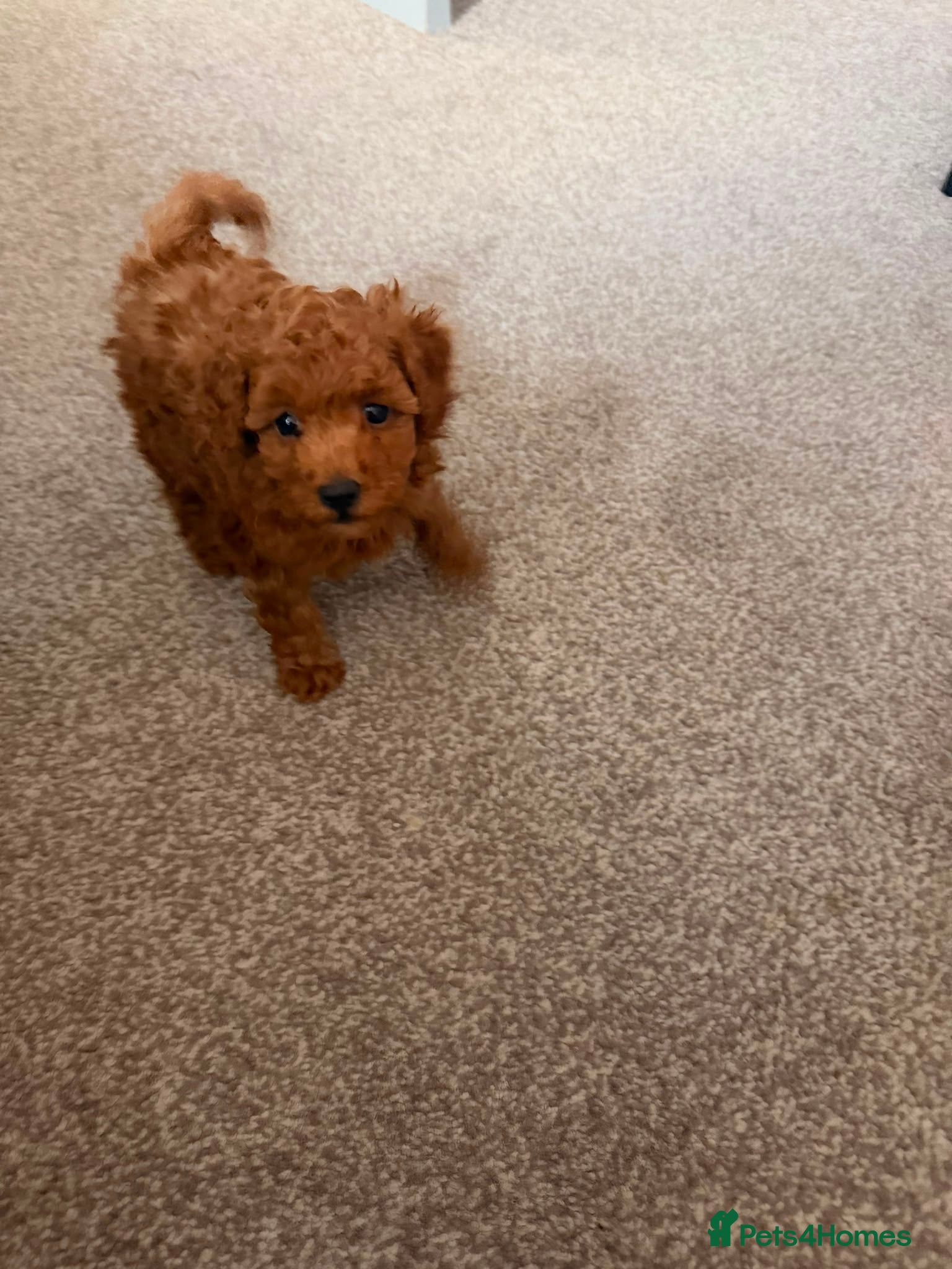 Toy Poodle dogs DNA health clear parents, deep red toy poodles 🥰 - Advert 2