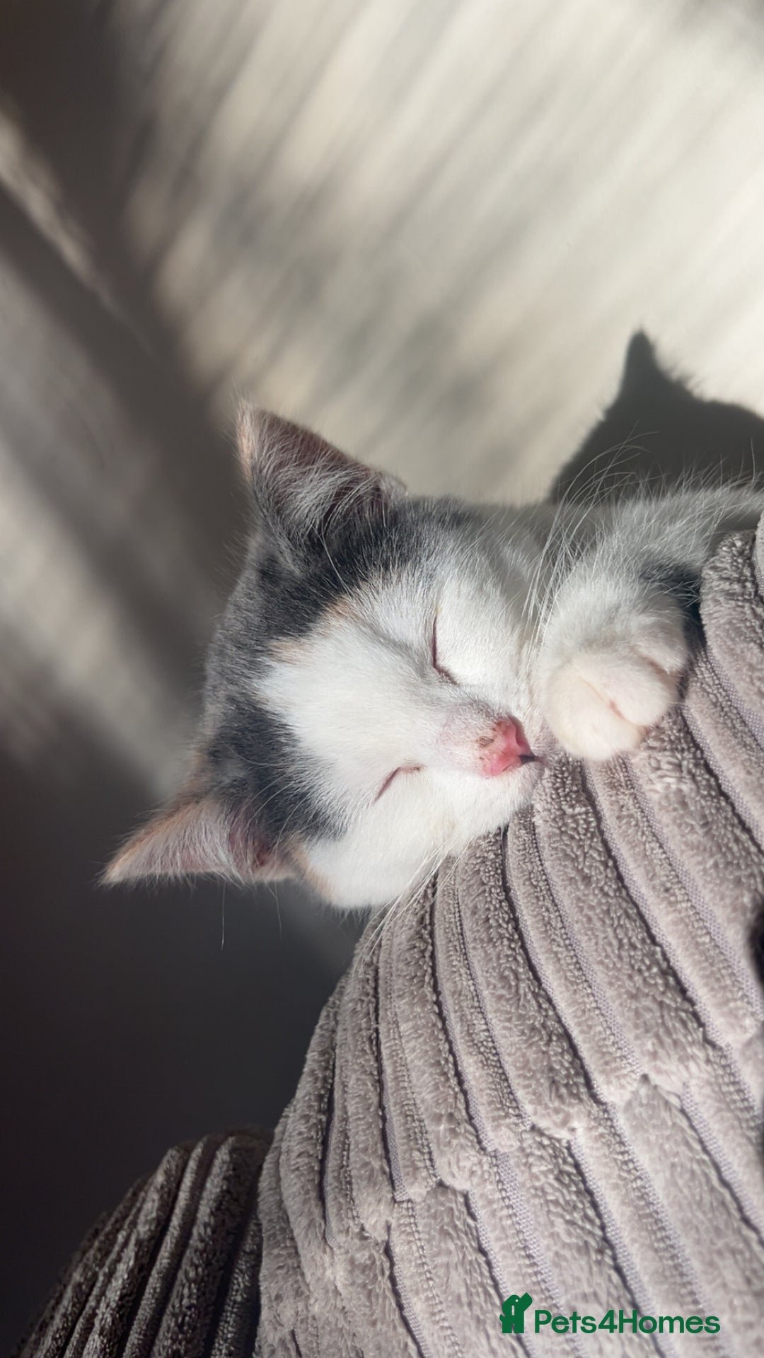 Domestic Shorthair cats for sale: Kitten for sale  - Advert 2