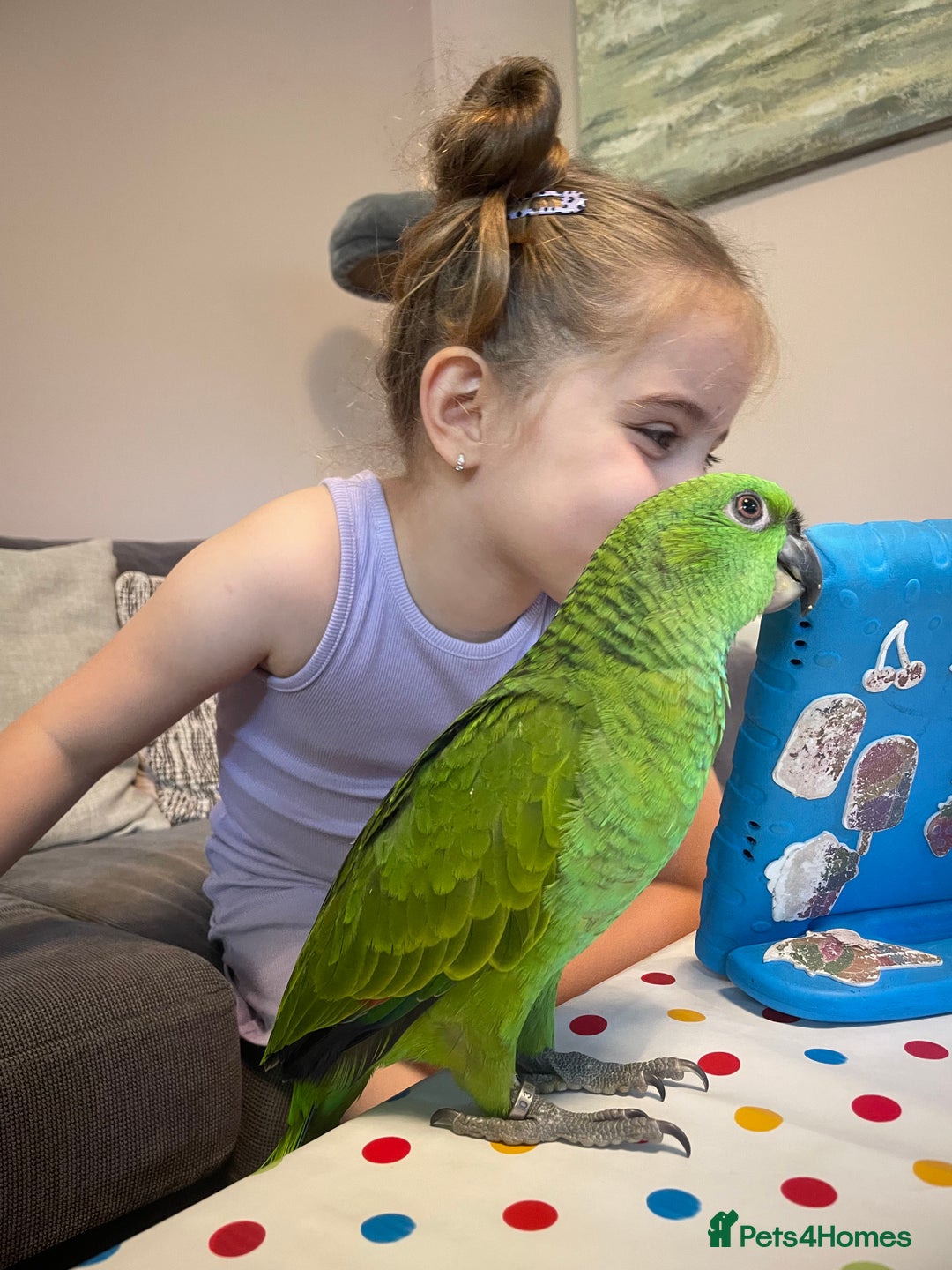 Parrots birds for sale: Female Amazon Parrot–8Months–DNA Test–Hand Reared - Advert 4