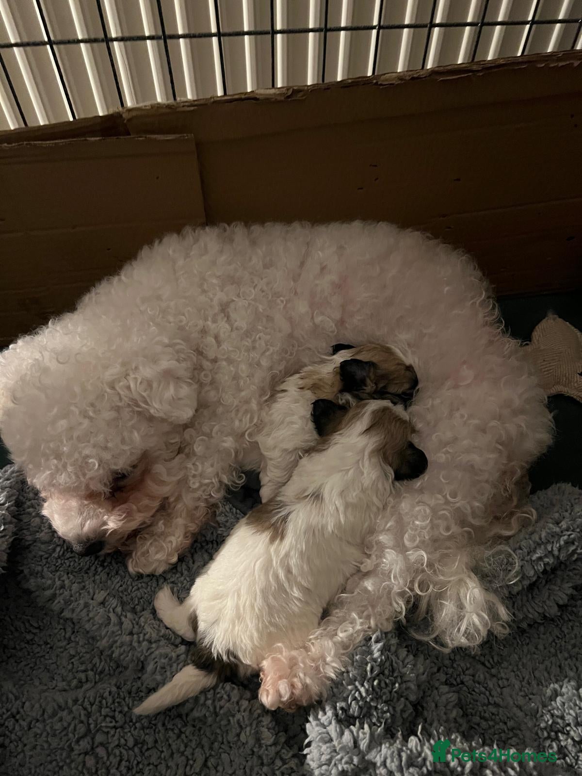 Zuchon dogs Beautiful Shichon Puppies-Bichon Frise X Shih Tzu - Advert 2
