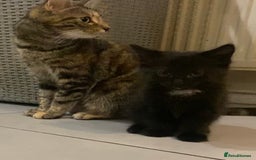 British Shorthair cats for sale: 6 kittens mixture of colours, bred from house cat  - Image 11