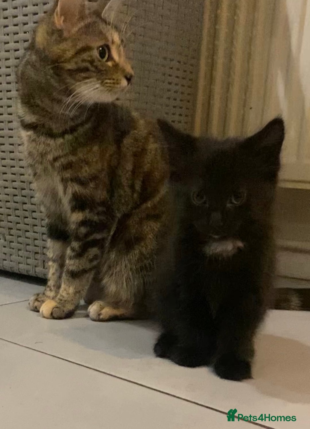 British Shorthair cats for sale: 6 kittens mixture of colours, bred from house cat  - Image 11
