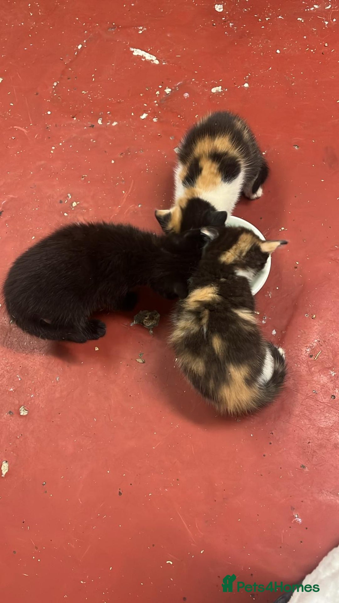 Mixed Breed cats for sale: 3 beautiful kittens - Image 2