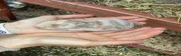 Mixed Breed rabbits for sale: Rabbits for sale - Advert 13