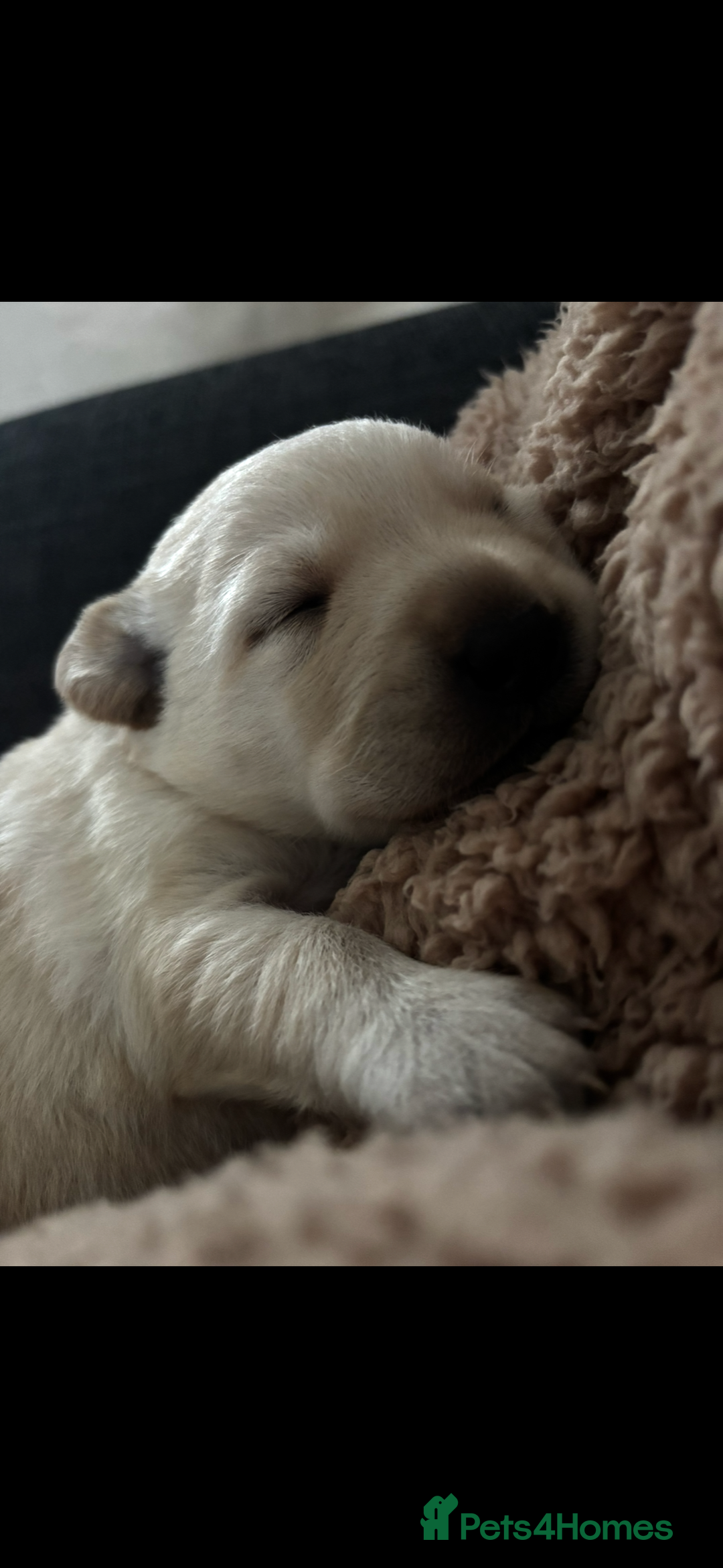 Labrador Retriever dogs for sale: Stunning litter of Labrador puppies - Advert 8
