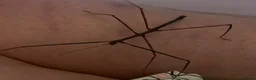 Stick Insects invertebrates for sale: 6 Thai beauty stick insects for new homes  - Advert 2