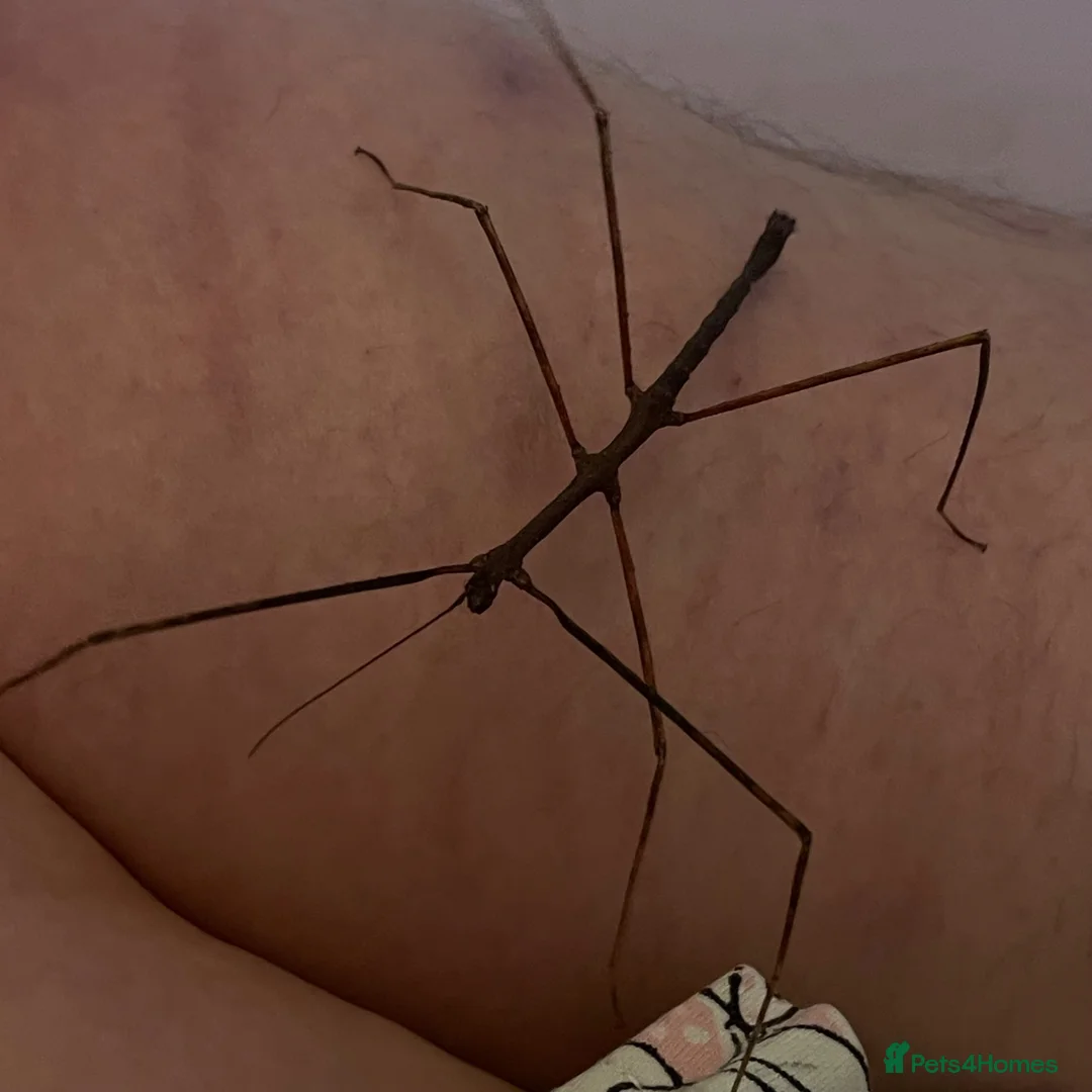 Stick Insects invertebrates for sale: 6 Thai beauty stick insects for new homes  - Advert 2