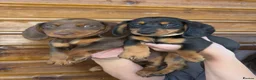 Dachshund dogs for sale: 7 Beautiful Dachshund Puppies - Advert 4