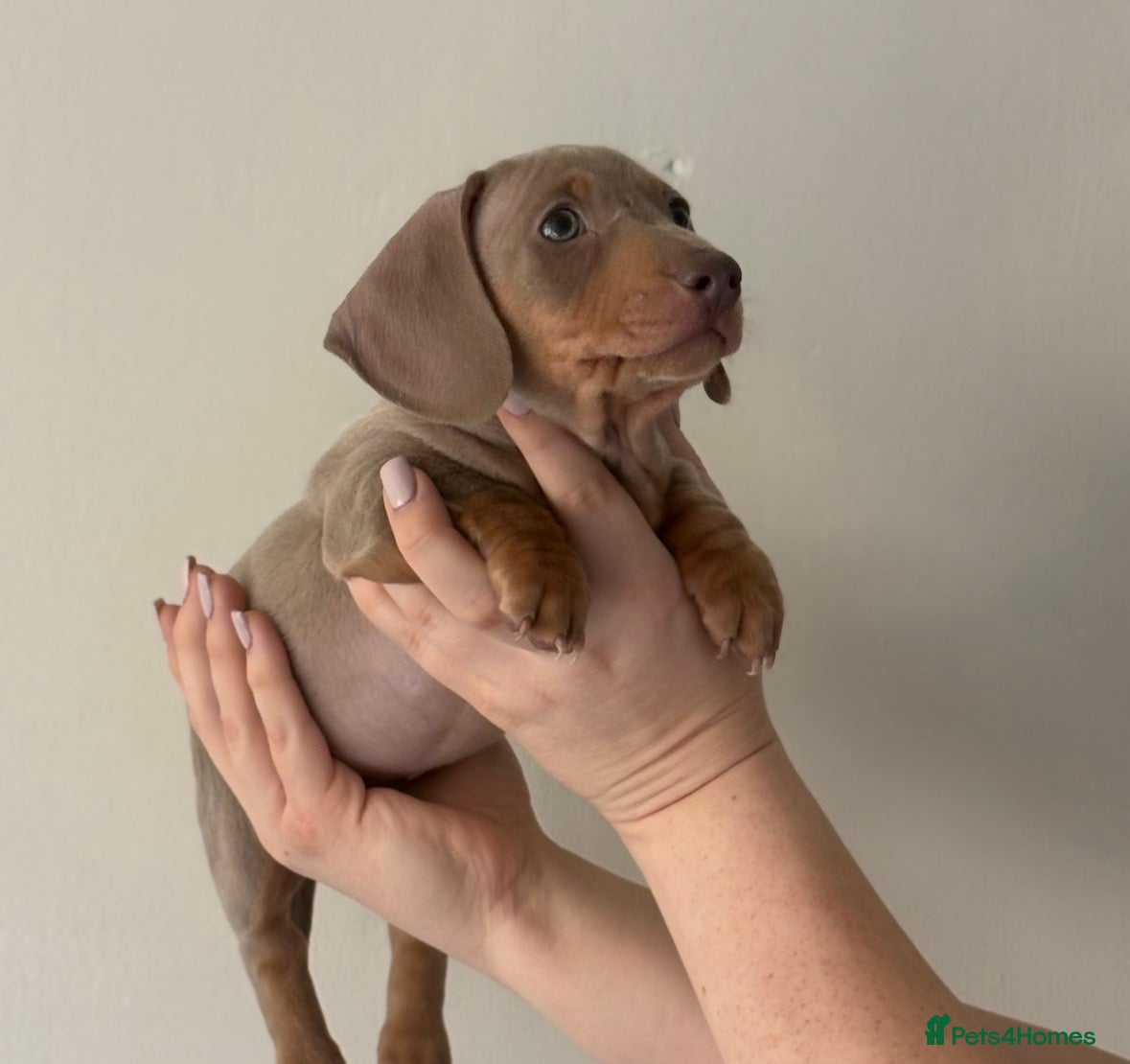 Miniature Dachshund dogs KC REGISTERED x2 minature male dachshunds  - Advert 16