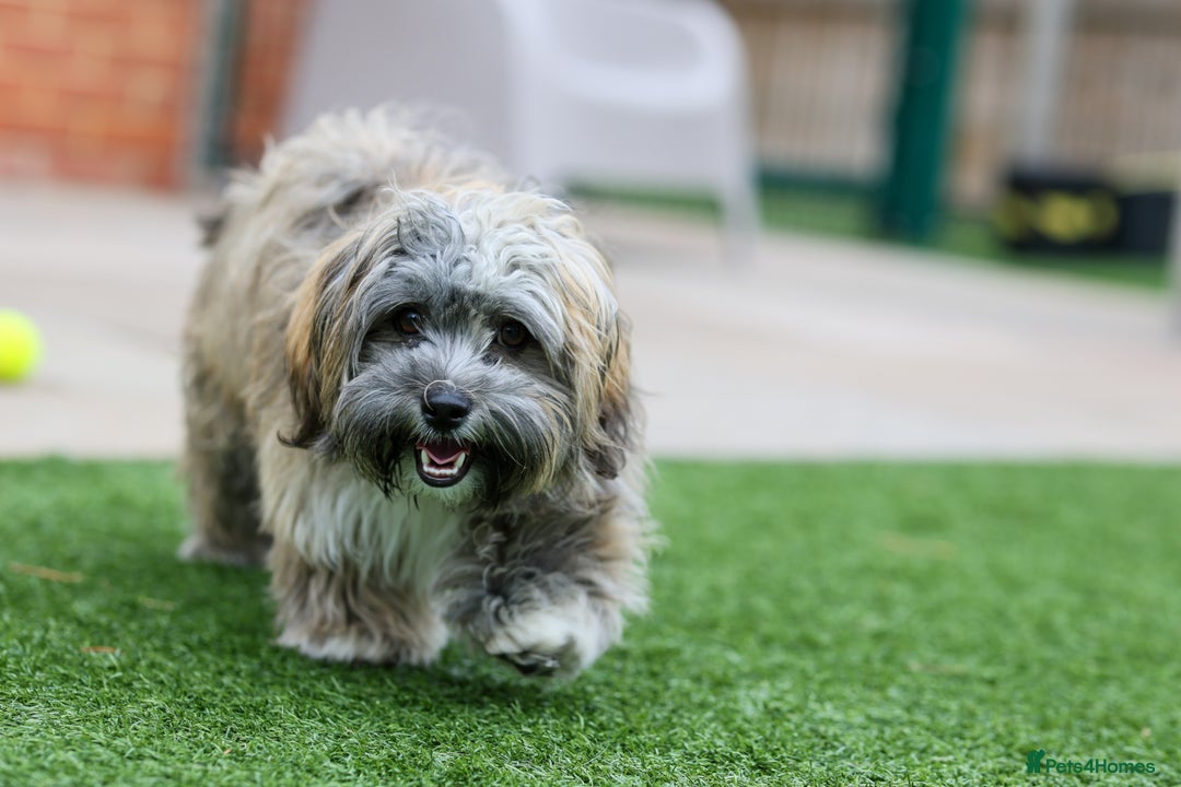 Mixed Breed dogs for adoption: Gilbert the hypoallergenic dog - Image 17