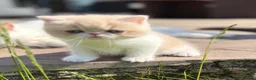 Exotic cats for sale: Beautiful Exotic cream & white female - Advert 22