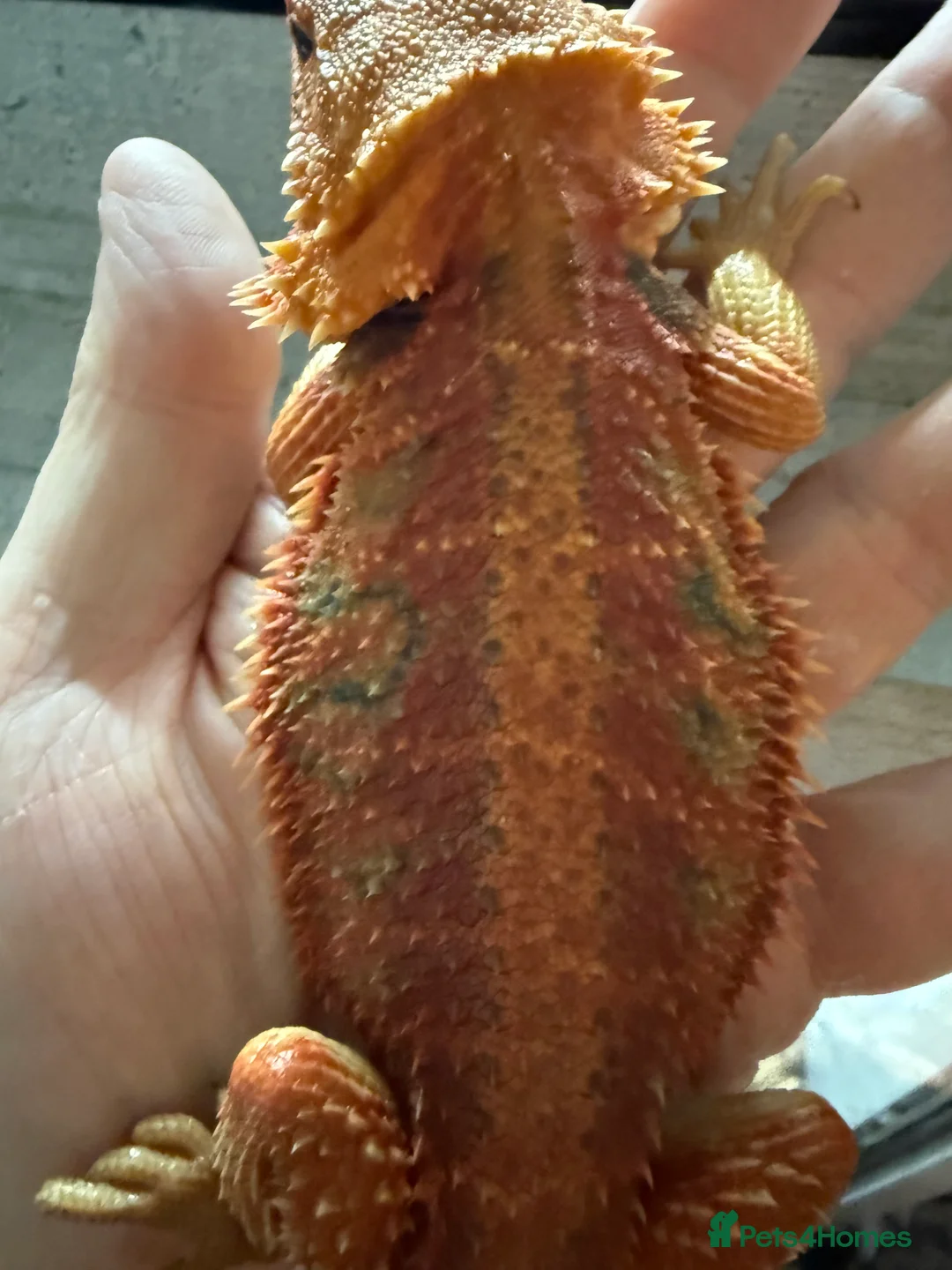 Bearded Dragon reptiles for sale: Bearded Dragons Red Monsters juvenile  - Advert 16
