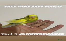 Budgerigars birds for sale: 100% SILLY TAME BABY BUDGIES - Image 4