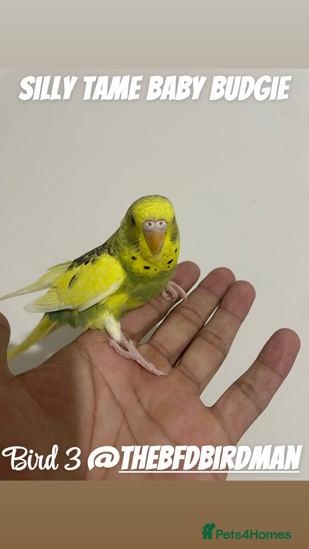 Budgerigars birds for sale: 100% SILLY TAME BABY BUDGIES - Image 4