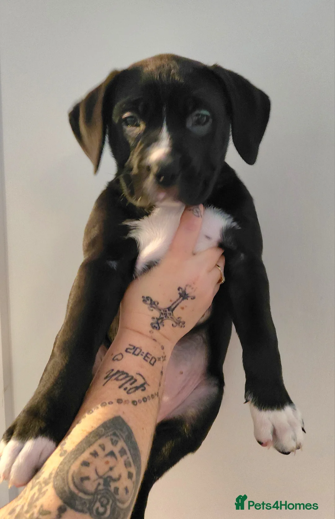 Presa Canario dogs for sale: Beautiful presa canario X alpha blue blood bulldog - Advert 12