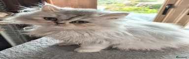 Persian 1