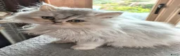 Persian cats for sale:  Persian Silver Shaded/Tipped kittens ready now - Advert 10