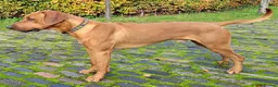 Rhodesian Ridgeback dogs for sale: Liver Nosed Rhodesian Ridgeback 12 pups 08/05/26 - Advert 3